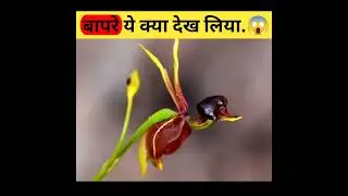 Top 10 Facts About Flowers 😱|amazing facts| #shorts #facts #youtubeshorts #factsinhindi #trending