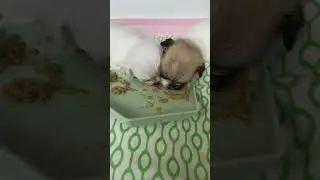 Newborn Puppies Learning to Eat Day 4 😊