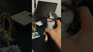 Dog vs Autonomous Security System! Sensor Triggers Buzzer & LED | Fun Reaction #dog #vs  #security