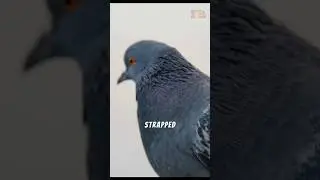 America's pigeon spy fail ⁉️ #shorts #facts #americanfacts #usfacts #usarmy