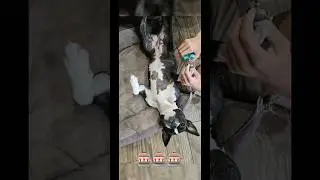#dog #собака #trenddog #врек #топ #рекомендации тг: bostonbonya подпишись 💋)