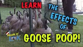 Learn the Effects of Goose Poop