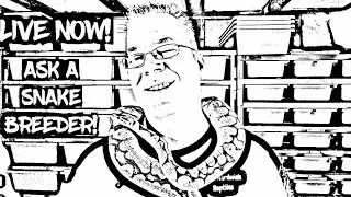 Snake Breeder Is Live Now! Ask Me Anything!