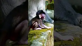 Cute monkey baby #shortvideo #shorts