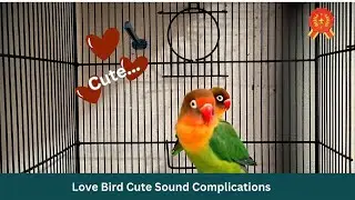 Love Birds Cute Sounds and Complications