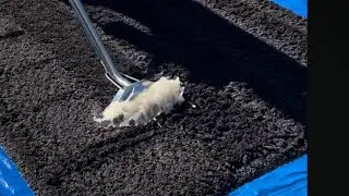 Urine Soaked Shag Rug Cleaning and Deodorizing