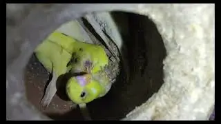 Bird's breeding so cute baby's #budgie #Red eye #rainbow #failow