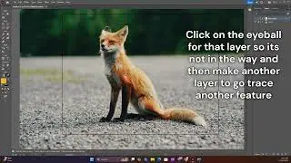 Vector Animal