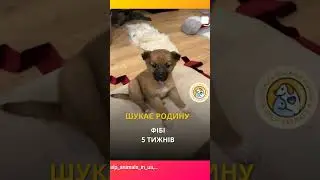 7 щенков,7_лучиков жизни и счастья, пристраиваем #собака #суперсобака #ищудом
