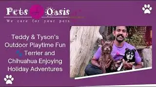 Teddy & Tyson&rsquo;s Outdoor Playtime Fun  | Terrier and Chihuahua Enjoying Holiday Adventures