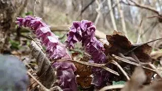 PODB&Iacute;LEK &Scaron;UPINAT&Yacute; (Lathraea squamaria) - Common Toothwort