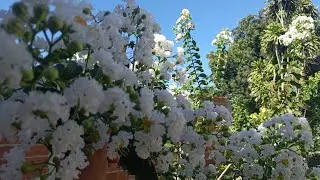 Jardim florido, plantas que dão lindas Flores Resistentes ao Sol pleno, fácil de cuidar#plants