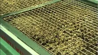 olio extra vergine di oliva come si estrae