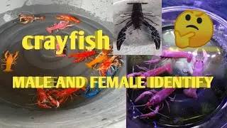 crayfish male and female identify malayalam video || crayfish breeding || lobster breeding!!!