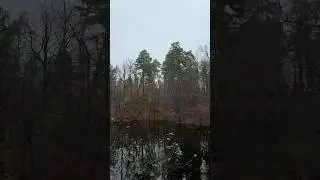 #forest #lake #view #лісове #озеро