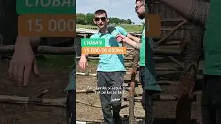 Ce salariu primește un cioban &icirc;n nordul Moldovei?