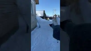 Умный пёс 🐕 выбирает корм SMART DOG 👍💪😻 #пес #собака #dog