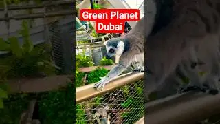 Lemur Walks Right Past Us 😍 Dubai Green Planet #shorts
