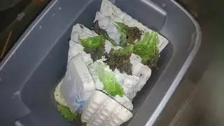 FEEDING DUBIA ROACHES AT 1AM ORGANIC FREE FOOD !!! | CHASE BRUNNER