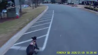 go dog go