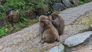 Japan Yudanaka Snow Monkeys 13th November 2024