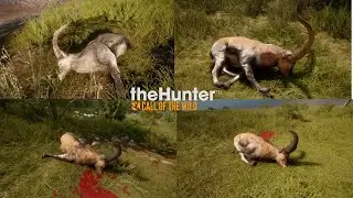 Diamante de ibices de beceite, de gredos y sudoriental hispano - THE HUNTER CALL OF THE WILD