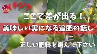 【イチジク】リンカリ肥料の嘘？！イチジクを美味しくするための追肥の話しに取り木の鉢上げも。我が家の6月終盤のイチジクの様子です。