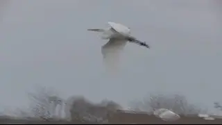 Great Egret flying