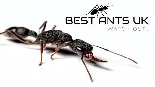 Best Ants UK