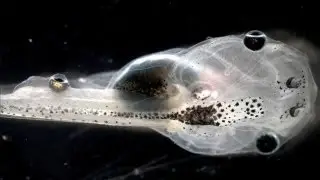 Mutant Tadpoles Can See Using Eyes on Their Tails