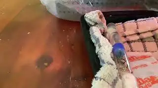 Ants Warming Up Larvae!