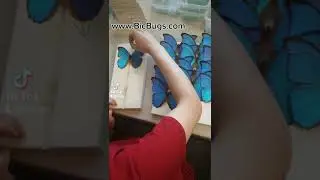 Unpinning Morpho didius www.BicBugs.com