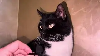 Cute Cat video 4K for Relaxation. Purring Cat sound for Relaxation. Cute Cat purring for you 