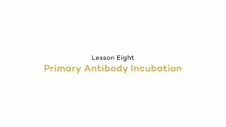 In the Lab: Primary Antibody Incubation | Fluorescence: Primary Antibody Incubation