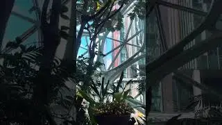 Inside the Amazon Spheres | A Mini Rainforest in Downtown Seattle #seattle #cityviews #citywalk