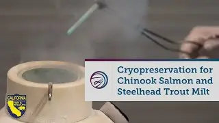 Cryopreservation for Chinook Salmon and Steelhead Trout Milt