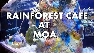 Rainforest Cafe at Mall of America