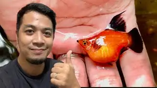 Switch na ba tayo sa MOLLY FARM? 😁👍