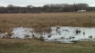 chasing ducks at the airport dog park... (2015-12-15 #vlogmas)