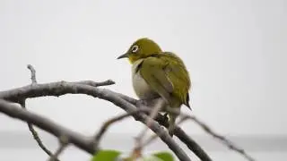 Japanese White-Eye Bird Chirping and Singing 24 April 2016