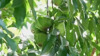 Cambuci &eacute; uma boa op&ccedil;&atilde;o de cultivo em sistemas agroflorestais