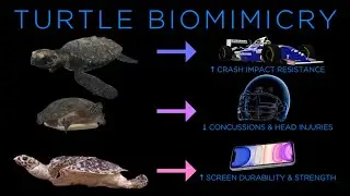 TURTLE BIOMIMICRY! Inspiration for Formula One, the NFL, and Apple