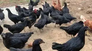 FABRÍCIO E AS POEDEIRAS NEGRAS / AS PREFERIDAS