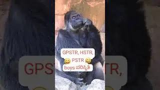 #gpstr#hstr #pstr boys situation