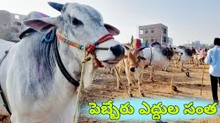 bulls market in Telugu-pebbair ongole cattles market-pebbair market-pebbair santha-ox videos-oxen-ox