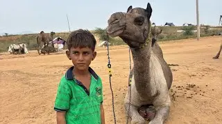 पुष्कर मेले में आया 10 साल का छोटा व्यापारी 🐪