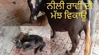 24 July 2022 one buffalo for sale in Amritsar