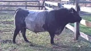 Belted Half Galoway-Dexter Mini Bull For Sale or Trade