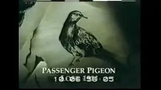LOST ANIMALS - PASSENGER PIGEON