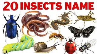 Insect Names for Kids | Keede Makode Ke Naam | Learn Insects for Children